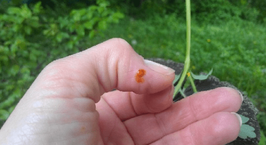 Celandin protiv papiloma