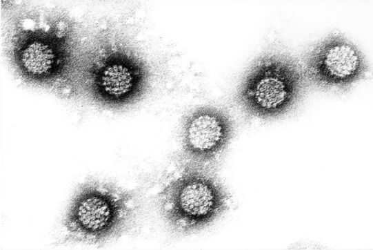 Virus ljudskog papiloma